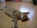 妹ん家の猫がゴロゴロするだけの動画