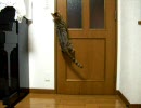 ドアを開ける猫