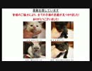 ねこちゃん拾った
