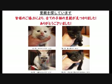 ねこちゃん拾った