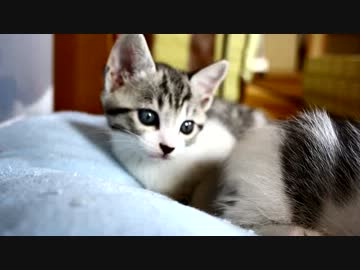 【生後】なんだ、明日はただの月曜日か【１か月】