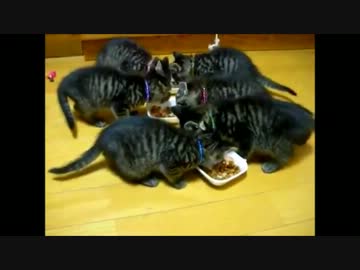 子猫の食事風景に吹き替えを入れてみた