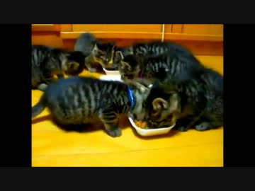 マグロがうまいにゃー