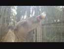 ラクダがコーラを一気飲み
