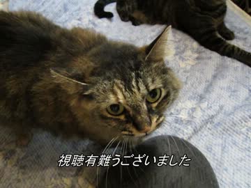 首輪作ってみた【蒼民工房】【金剛型猫】