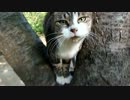 野良猫と俺がいちゃいちゃするだけの動画