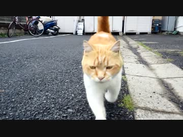 ブサかわいい猫に突進されてみた。
