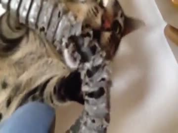 俺の椅子を必死で壊そうとする猫がかわいすぎる件ｗｗｗｗｗｗｗｗｗｗ