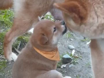 柴こいぬ-生まれてからの５ひき