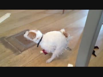 ゾンビの手でシコシコする犬