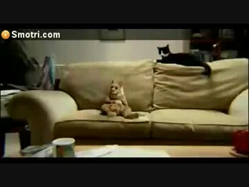 だらしない猫だと思ったら・・・