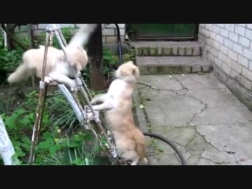 【残像拳】まぼろしすぎたｗ高速ぬこパンチ(´・ω・｀)