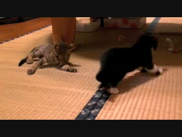 くるねこ大和　20120703　チビッ胡愚連隊とあん胡てつ