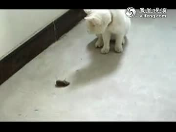 不思議な猫と鼠