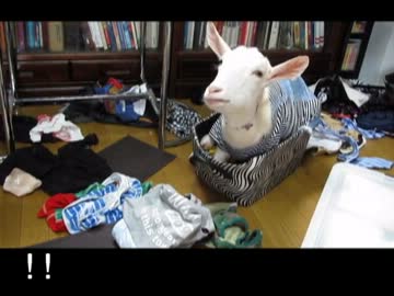 衣装ケースにどうしても収まりたいミニヤギ