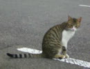 Catきじ猫メロン化粧中12July2.AVI