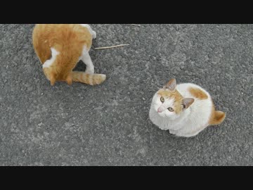 猫の集会のような物