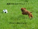 びびりがゆるりと流行りのibなるものを実況してみたpart7