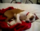 寝ながら笑う犬