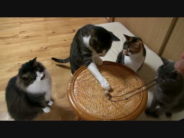 たまごと戯れる猫たち