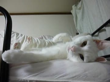 猫がごろごろしてるだけ
