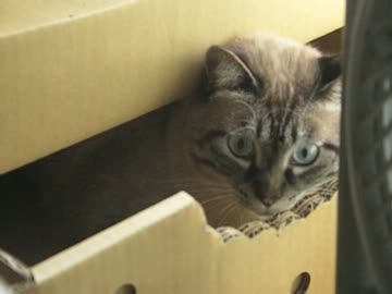 元野良猫ジャンくんは遊び好き