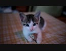 【生後】なんだ、ただの仔猫地獄か【１か月】