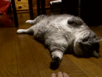 デブぬこ 実家の猫がとんでもなくデブな件 ニコニコ動画