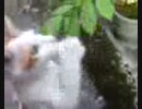 裏庭で