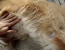 お、おじいちゃんお前乳首あったのね・・・！