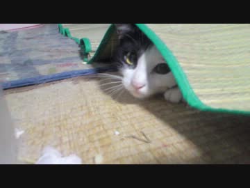 かくれんぼぬこ