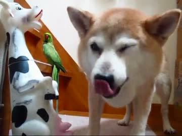 ウッシーの餌付け(１２年７月７日)