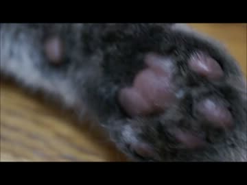ツンギレのうちの猫の肉球をひたすらぷにぷにしてみた