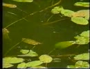 Lotus Eaters - You Dont Need Someone New
