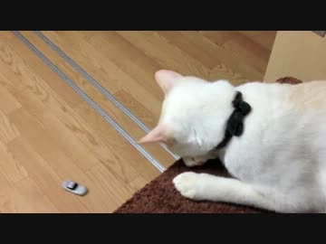 遊んだり、眺めたり、