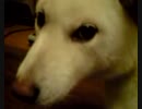 白柴もも　しゃべってます　「うるさいわねぇ～」
