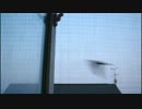 カッコウの鳴き交わし