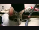 えりんぎさんが可愛いだけ