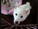 白柴もも　最初のおしゃべり　「…はんにゃ」って聞こえる？