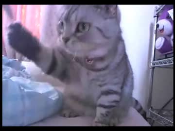 リボンで遊びながらコケるねむさん