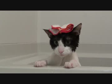 #猫 の頭にタオルをのせても普通に風呂に入ってた