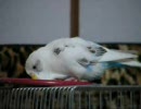 鏡よ鏡よ鏡さん　なセキセイインコさん。