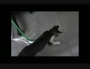 006 やっぱり一人じゃつまらない?