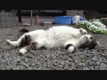 人の足元まで来てゴロゴロする猫