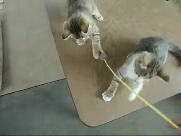 【ぬこ】トラ兄弟その後④　外出許可