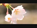 【歌ってみた】春よ、こい