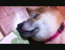 白目でも寝たい犬。