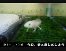 ◆ウーパールーパー飼ってみた◆ヤツ到来