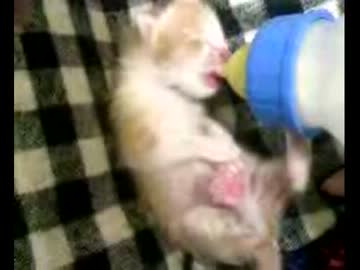 拾いねこ＠生後3日目　うーん、心配