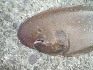 平塚新港で舌平目が釣れたw